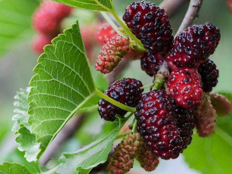 Шелковица купить саженцы из питомнике в Кирово-Чепецке