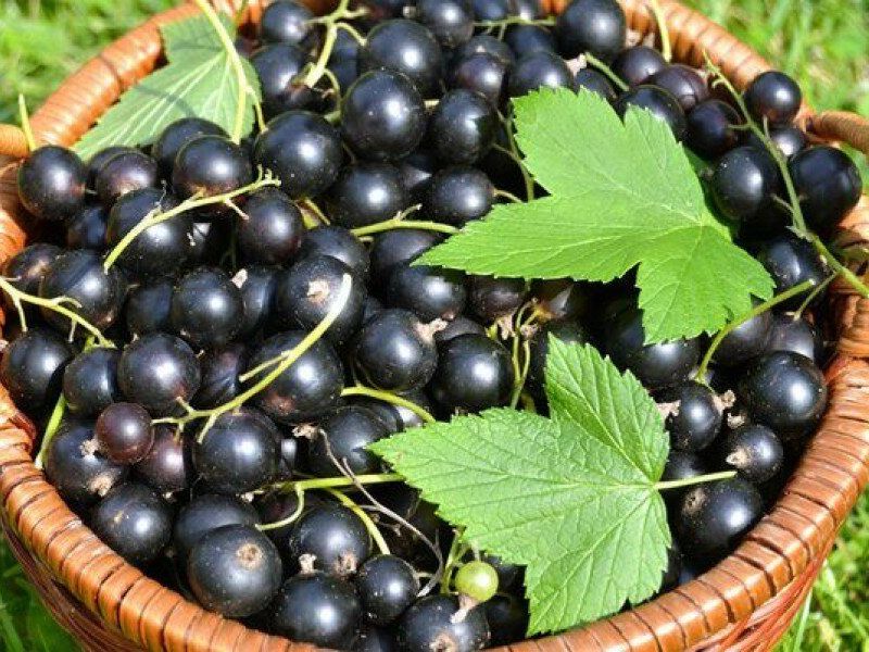Смородина купить саженцы из питомника в Кирово-Чепецке