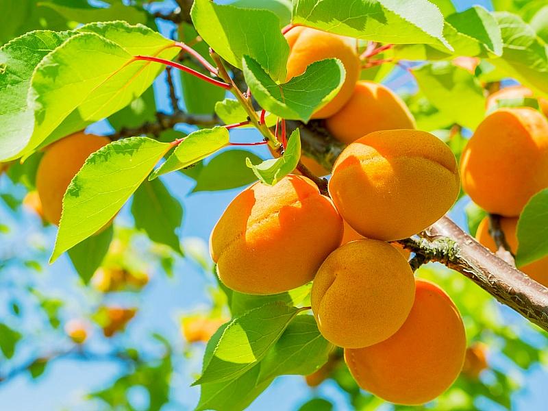 Абрикос купить саженцы из питомнике в Кирово-Чепецке
