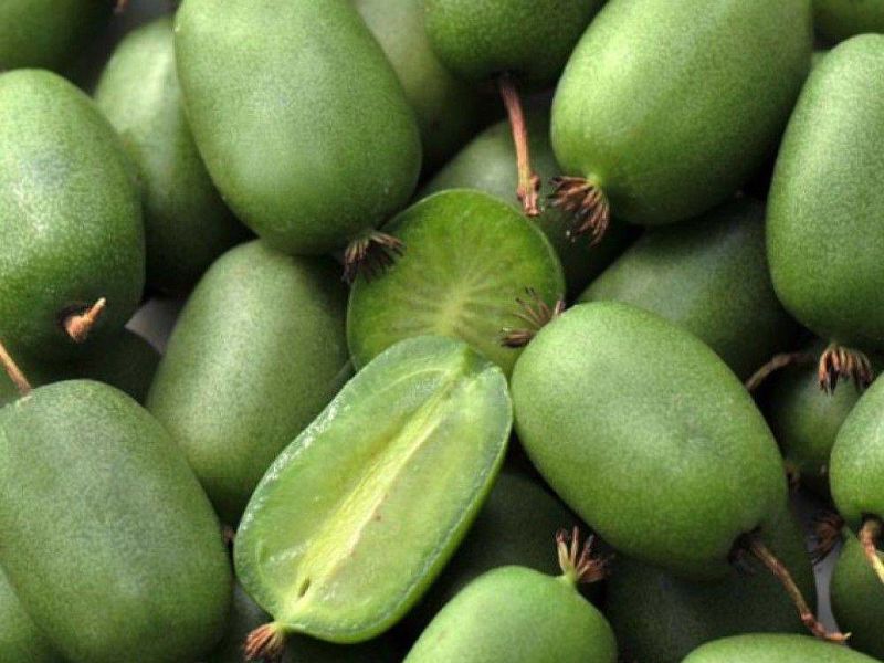 Актинидия купить саженцы из питомнике в Кирово-Чепецке