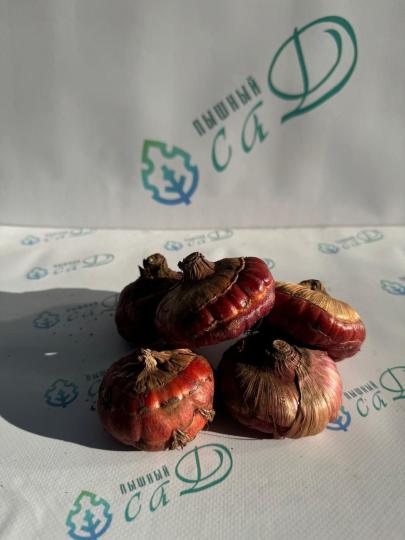 Гладиолус Мисс Грин (5 шт. луковиц в упаковке)