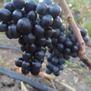 Виноград "ДА ВИНЧИ"